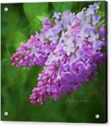 Lilacs Acrylic Print