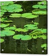 Lilies Of The Pond Acrylic Print