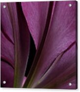 Lily 4148 Acrylic Print