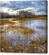 Lilypads In The Autumn Marsh Waters Acrylic Print