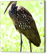 Limpkin Acrylic Print