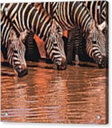 Line Of Zebras #2 Acrylic Print