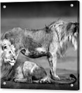 Lion Brothers, Ndutu - Tanzania Acrylic Print