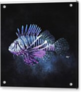 Lion Fish Study Acrylic Print