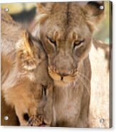 Lioness With Cub Acrylic Print