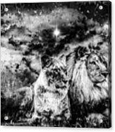 Lions Wcmu Acrylic Print