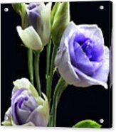 Lisianthus And Buddies Acrylic Print