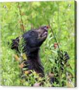 Little Berry Eater - Black Bear Yearling Acrylic Print