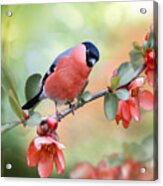 Little Bull Finch On Quince Blossom Acrylic Print