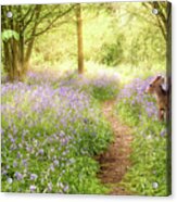 Little Deer In Bluebell Woodland Acrylic Print