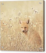 Little Fox In Field Of Wild Flowers Acrylic Print
