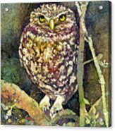 Little Owl Acrylic Print
