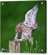 Little Owl Landing With Mouse On Post Acrylic Print