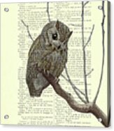Little Owl On A Branch Acrylic Print