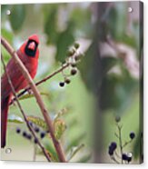 Little Red Bird Acrylic Print