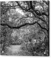 Little Talbot Island Winding Trail Black And White Acrylic Print