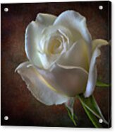 Little White Rose 2 Acrylic Print