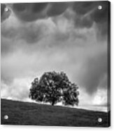 Live Oak Under Stormclouds Acrylic Print