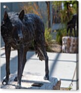 Lobo Statue On The Campus Of The University Of New Mexico Acrylic Print