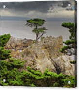 Lone Cypress Monterey California Acrylic Print