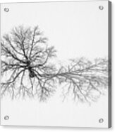 Lone Shadow Tree Acrylic Print