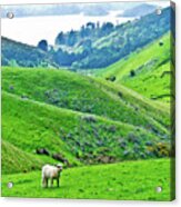 Lone Sheep In Dunedin, New Zealand Acrylic Print