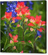 Lone Star Blooms Acrylic Print