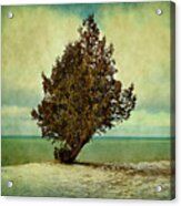 Lone Tree On The Beach Acrylic Print