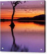 Lone Tree Reflections At Milarrochy Bay, Loch Lomond, Scotland Acrylic Print