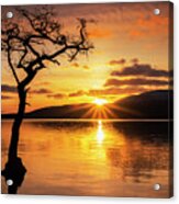 Lone Tree Sunset Starburst At Milarrochy Bay, Loch Lomond, Scotland Acrylic Print