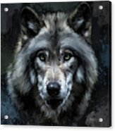 Lone Wolf Acrylic Print