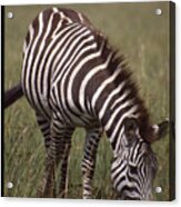 Lone Zebra Eating Grass Acrylic Print