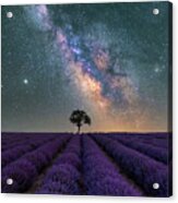 Lonely Tree In A Lavender Field Under The Milky Way Acrylic Print