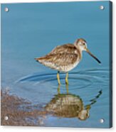 Long-billed Dowitcher Probing In The Mud Acrylic Print