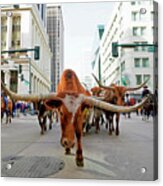 Longhorn Steer In Downtown Denver Acrylic Print