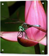Look Of A Dragonfly Acrylic Print