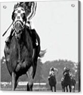 Looking back, 1973,  Secretariat, stretch run, Belmont Stakes Acrylic Print