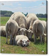 Looking For Me Sheep Acrylic Print
