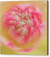 Lotus Petals Acrylic Print
