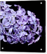 Love In Lilac Acrylic Print