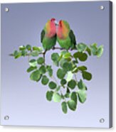 Lovebirds In Knob Thorn Tree Acrylic Print