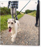 Low Angle View Of A Small Dog Being Walked By His Family In A  Park Acrylic Print