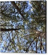 Low Angle View Of A Trees Acrylic Print