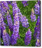 Lupine In The Light Acrylic Print