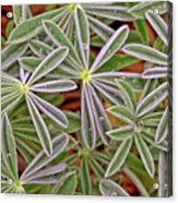 Lupine Leaves Acrylic Print