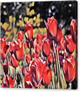Luscious Red Tulips Acrylic Print