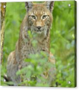 Lynx Acrylic Print