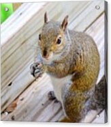 Ma'am, May I Have Another Nut? Acrylic Print