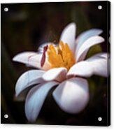 Macro Bug On Spring Flower Acrylic Print