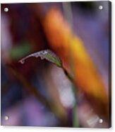 Macro Photography - Fall Foliage Acrylic Print